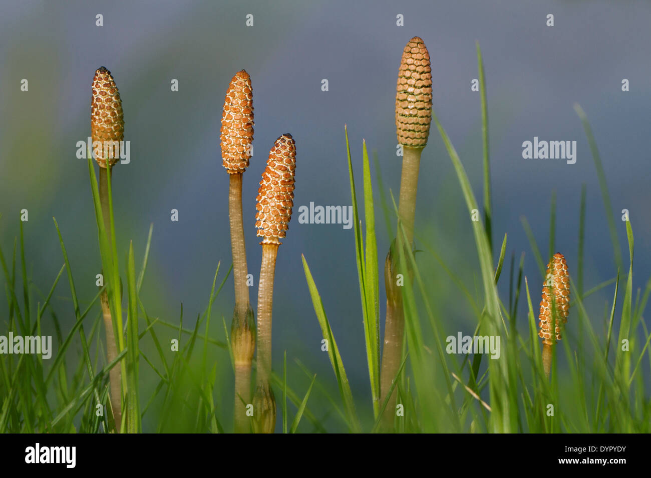 Fertile shoots of field horsetail / common horsetails (Equisetum