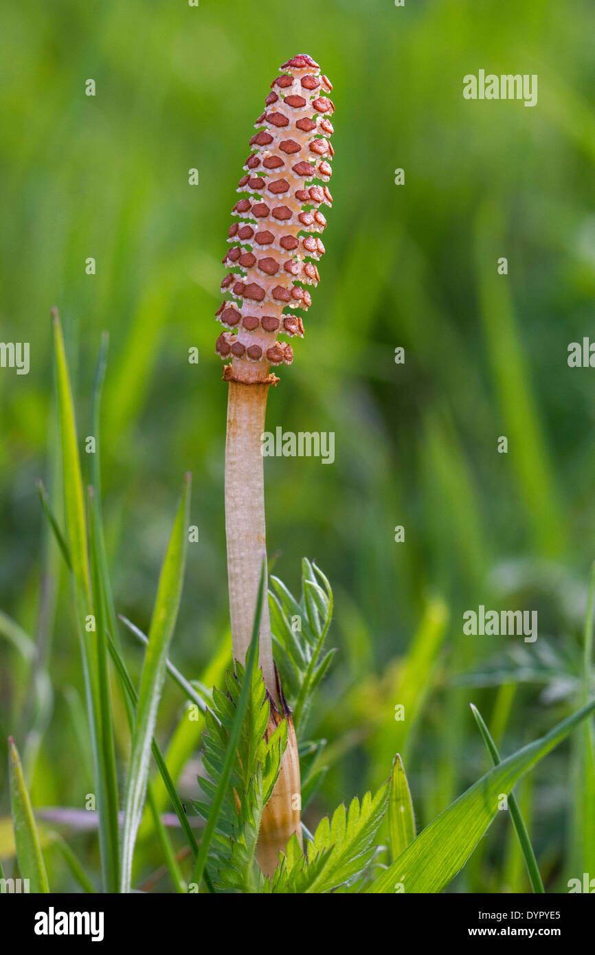 Fertile shoots of field horsetail / common horsetails (Equisetum