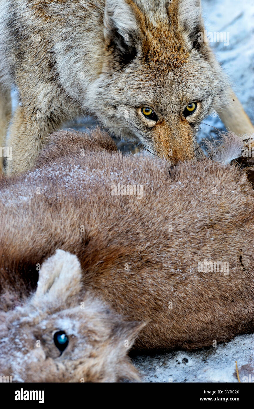 A wild coyote feeding on a baby bighorn sheep Stock Photo