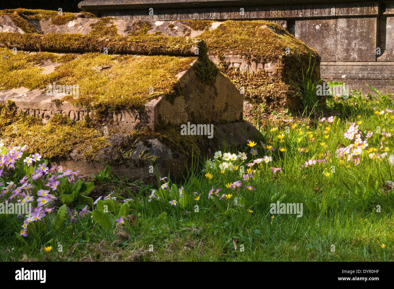 Colourful wild primroses (Primula vulgaris) growing amongst the tombs and gravestones of a country churchyard in spring, Northamptonshire, England Stock Photo