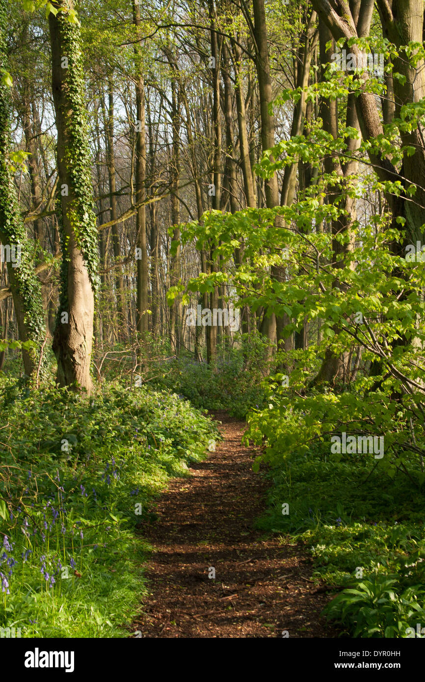 Wooded Path Springtime Woodland Path in spring Stock Photo - Alamy