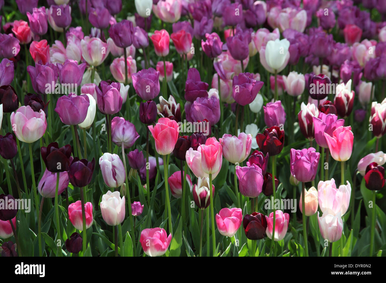 Tulipa mass planting close up of bulbs in flower Pink White Deep pink and Purple Stock Photo