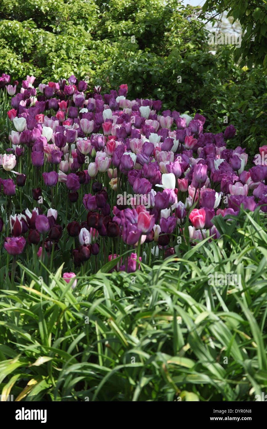 Tulipa mass planting close up of bulbs in flower Pink White Deep pink