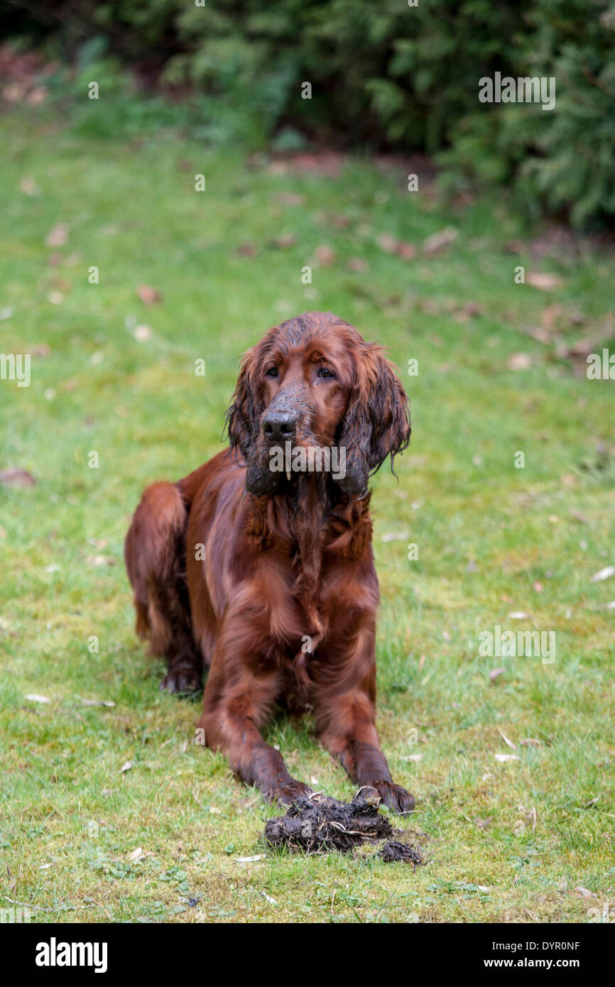 irish setter 6