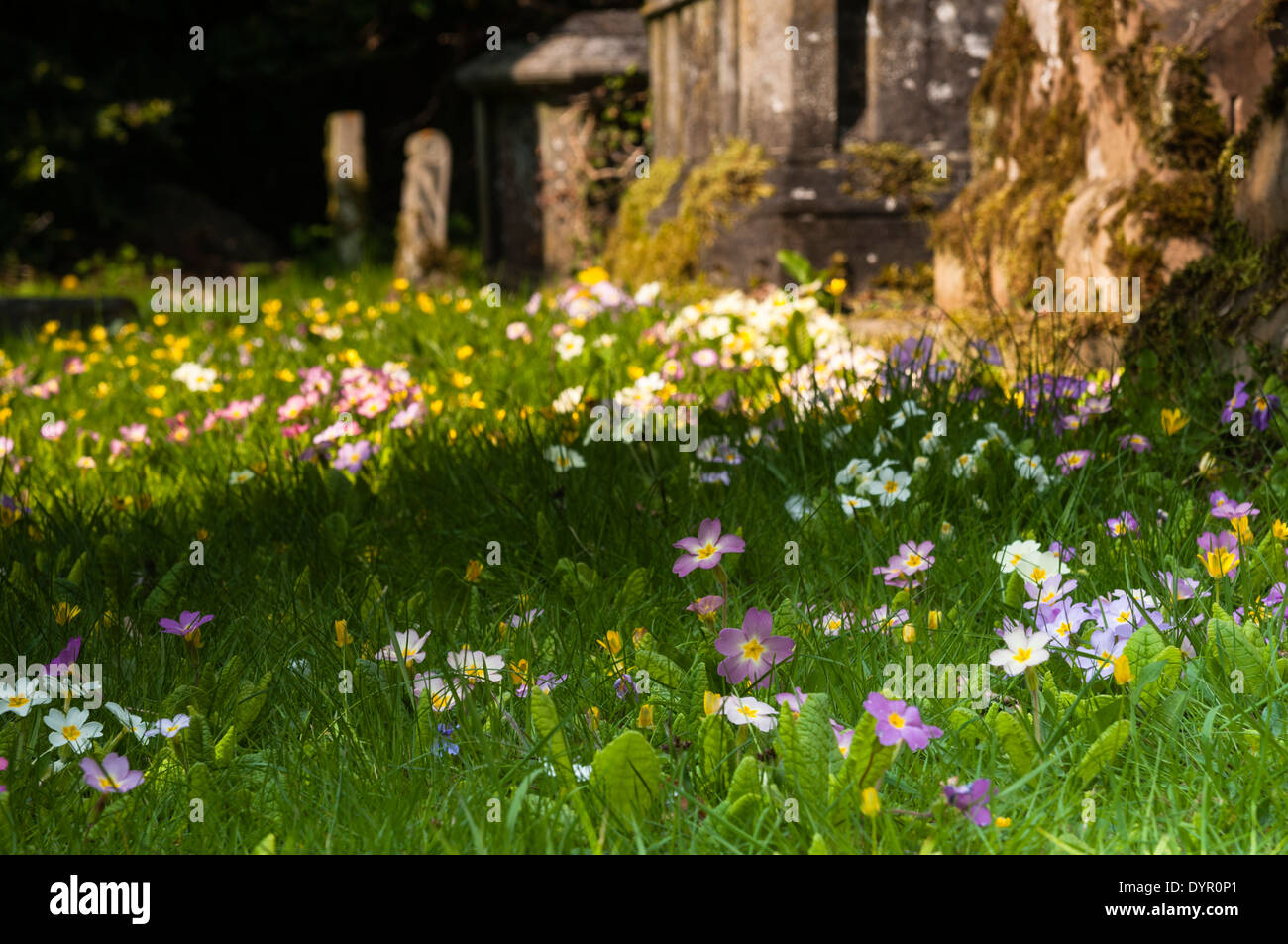 Colourful wild primroses (Primula vulgaris) growing amongst the tombs and gravestones of a country churchyard in spring, Northamptonshire, England Stock Photo