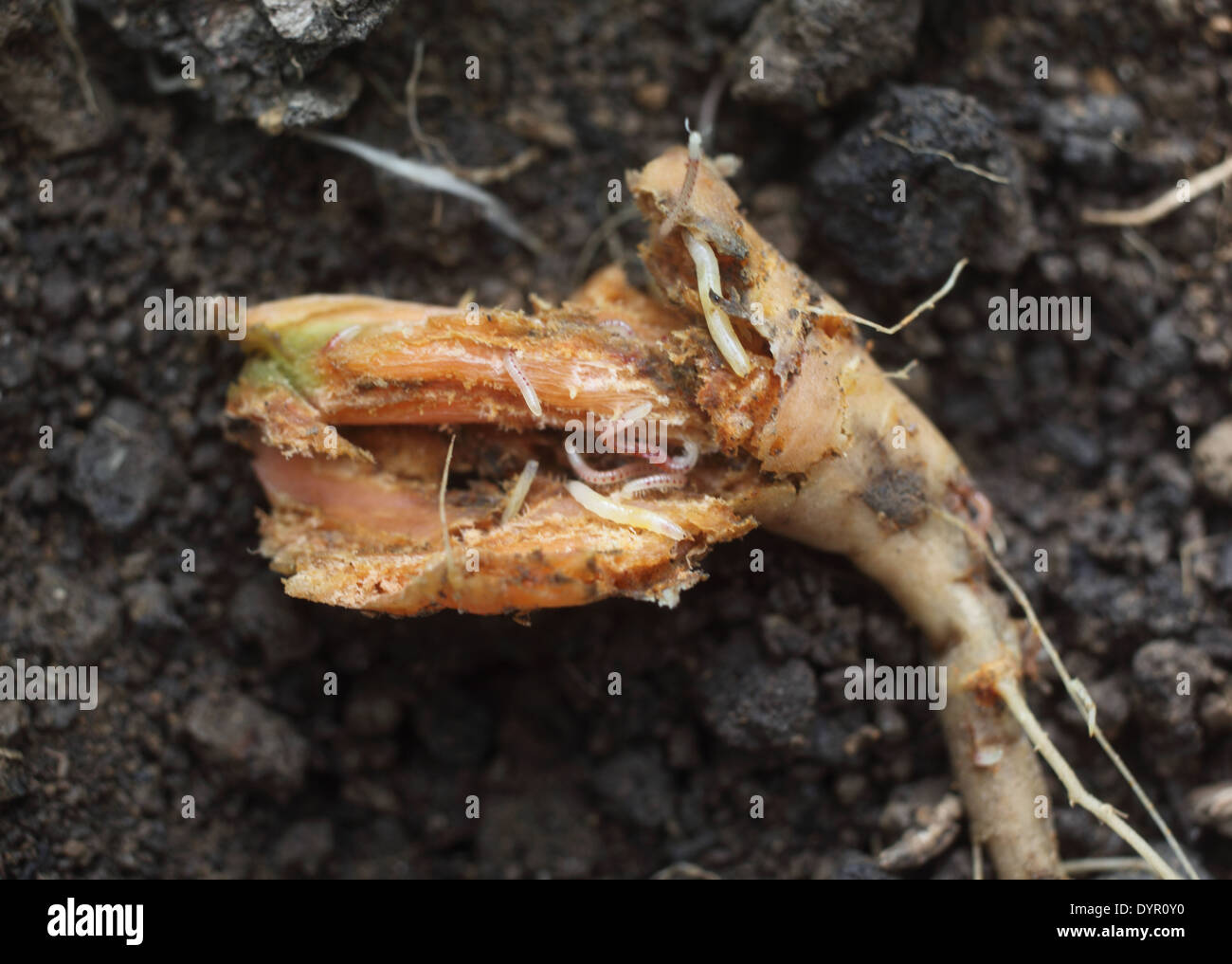 carrot-fly-larva-hi-res-stock-photography-and-images-alamy