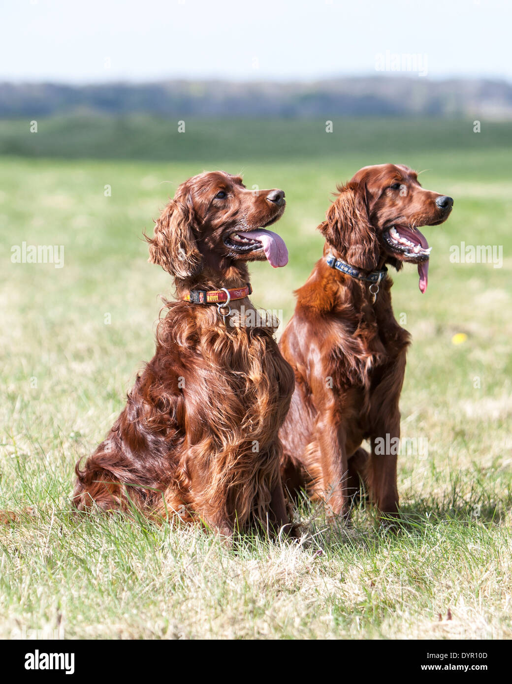 Two Irish Setter dogs sitting in field Stock Photo