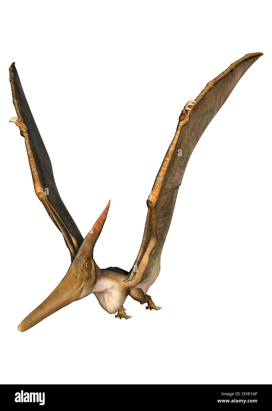 3D digital render of a prehistoric flying reptile Pteranodon isolated ...