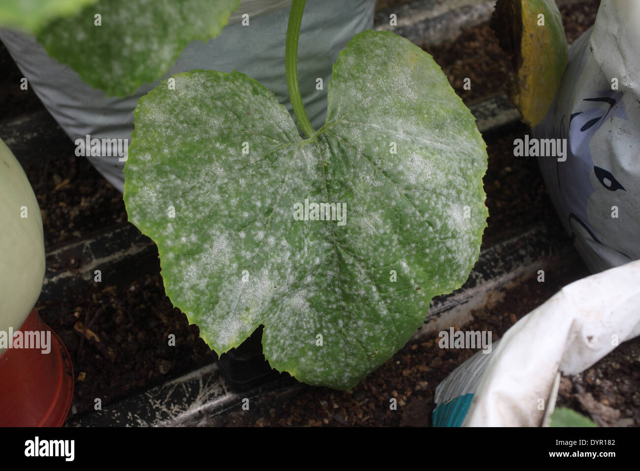Erysiphe cichoracearum Cucurbit powdery mildew attack on squash Stock Photo