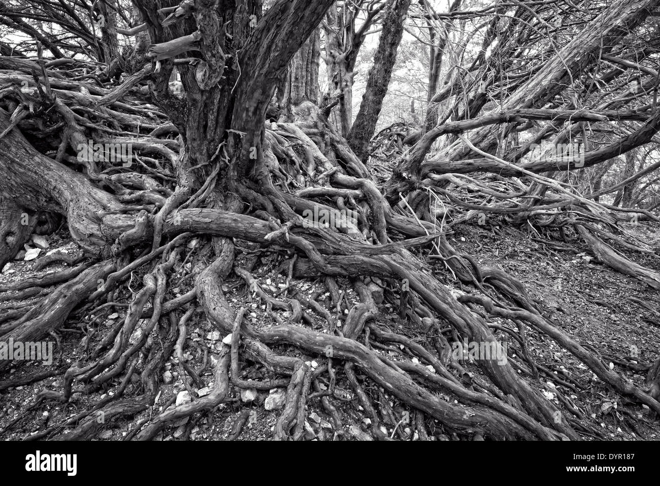 Old twisted tree roots Stock Photo