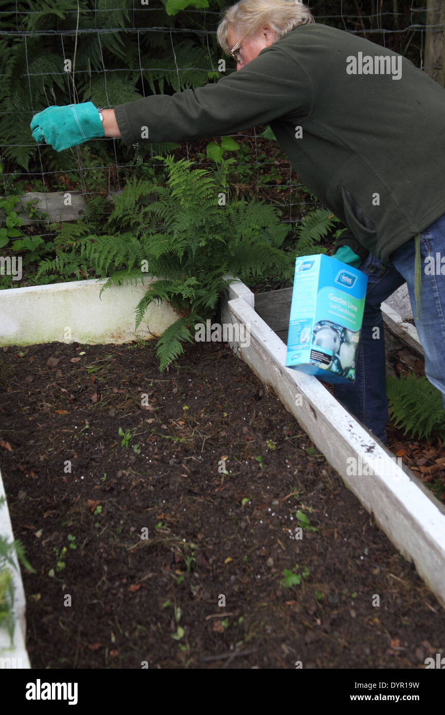Sprinkling granulated lime on raised bed prior to planting Stock Photo Alamy
