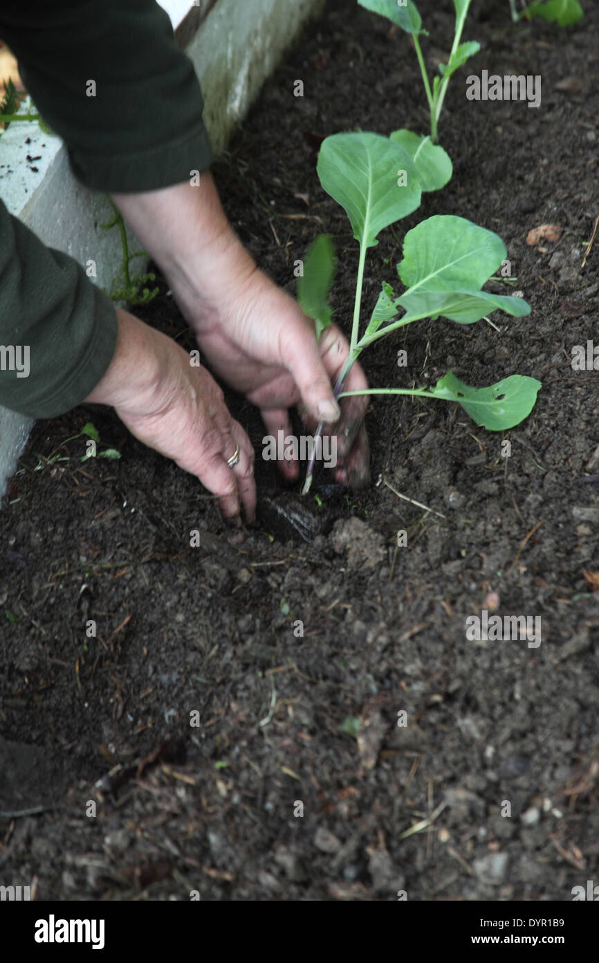 Transplanting cabbage plants in a raised bed Stock Photo Alamy
