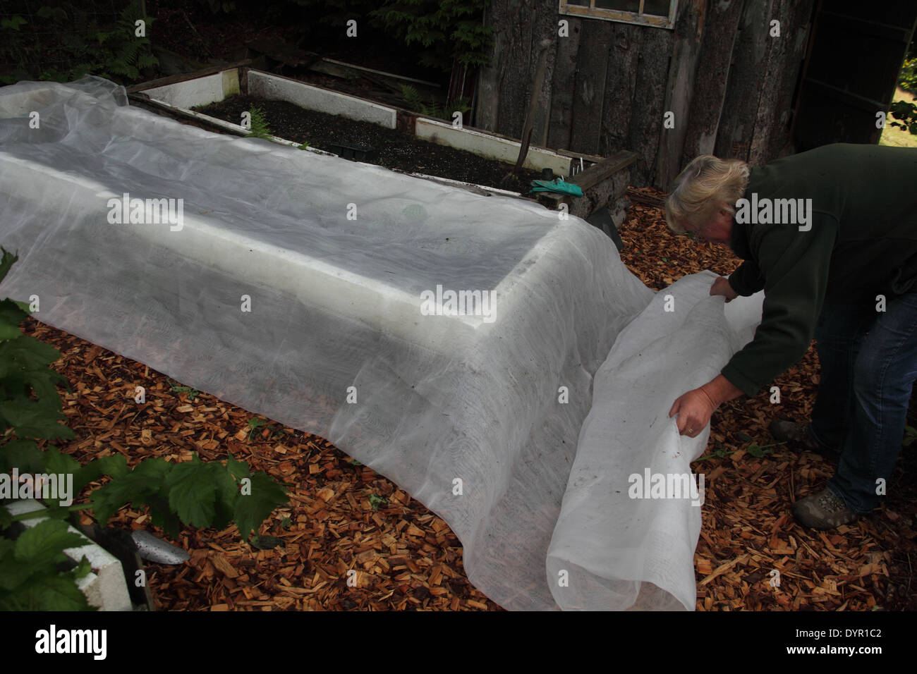 Covering cabbage plants with enviromesh to ptotect against caterpillars Stock Photo