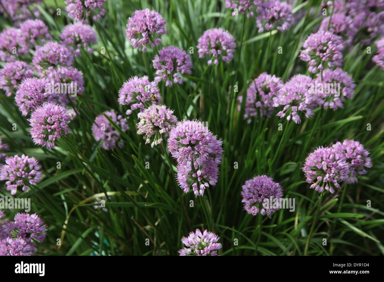 Allium carinatum ssp pulchellum Tubergens form close up of flowers Stock Photo