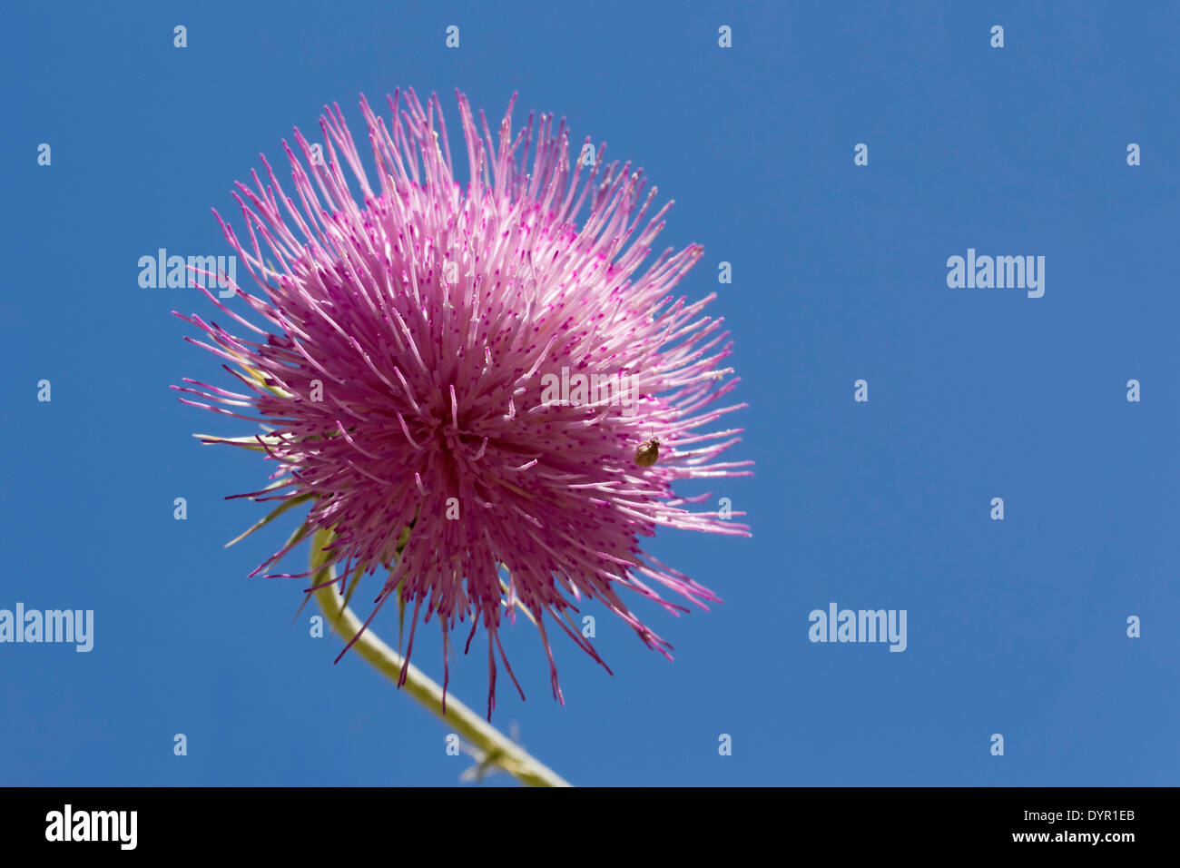 Thistle flower against a blue sky Stock Photo