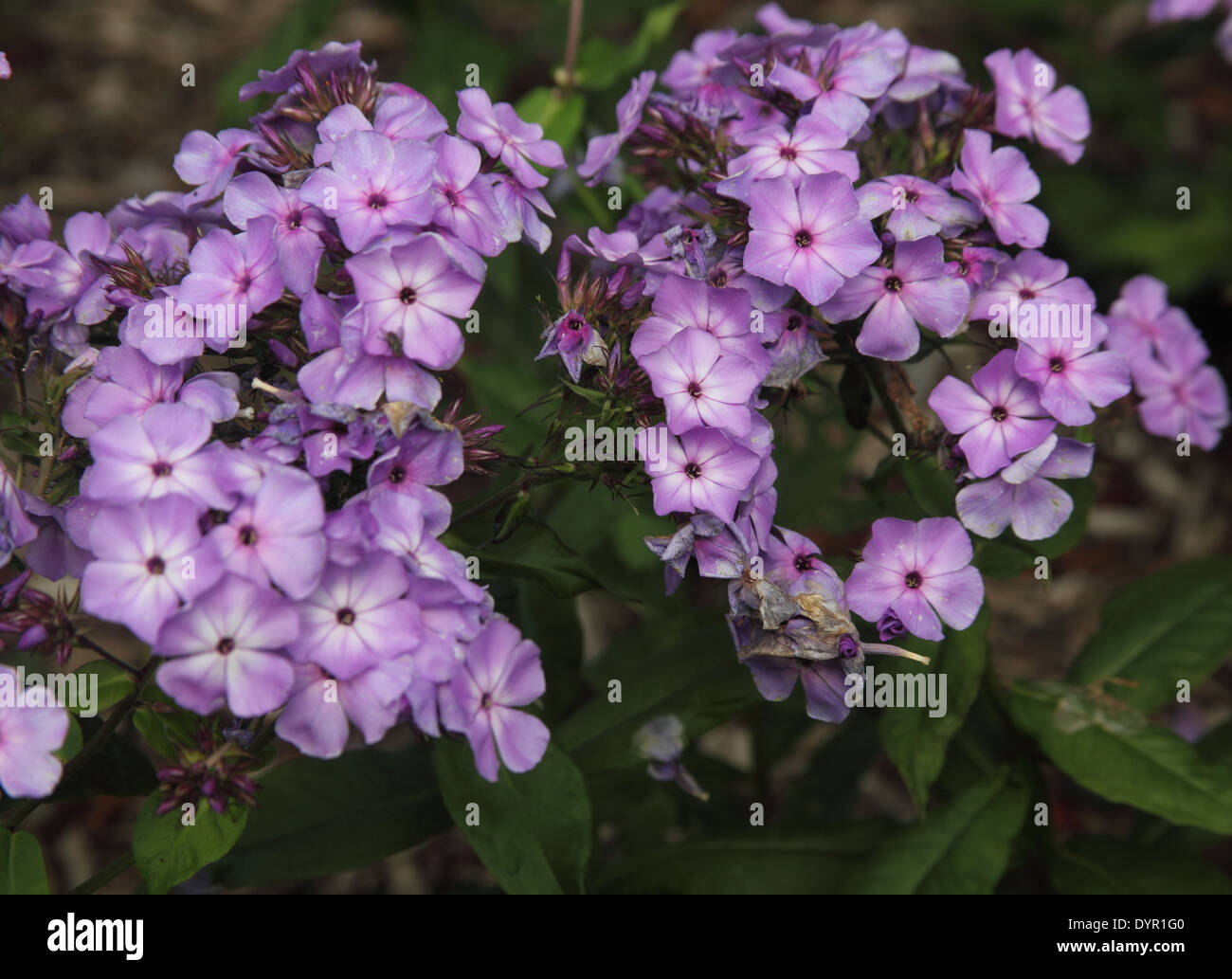 Phlox paniculata 'Violet' flame series close up of flowers Stock Photo