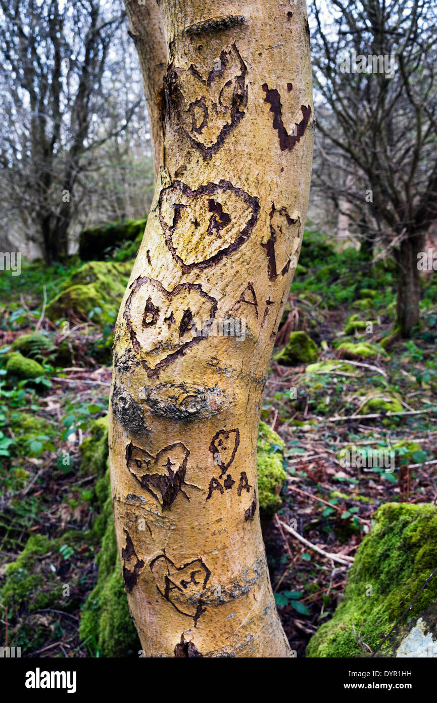 Tree carved with hearts, Sutton Bank, North Yorkshire, UK Stock Photo