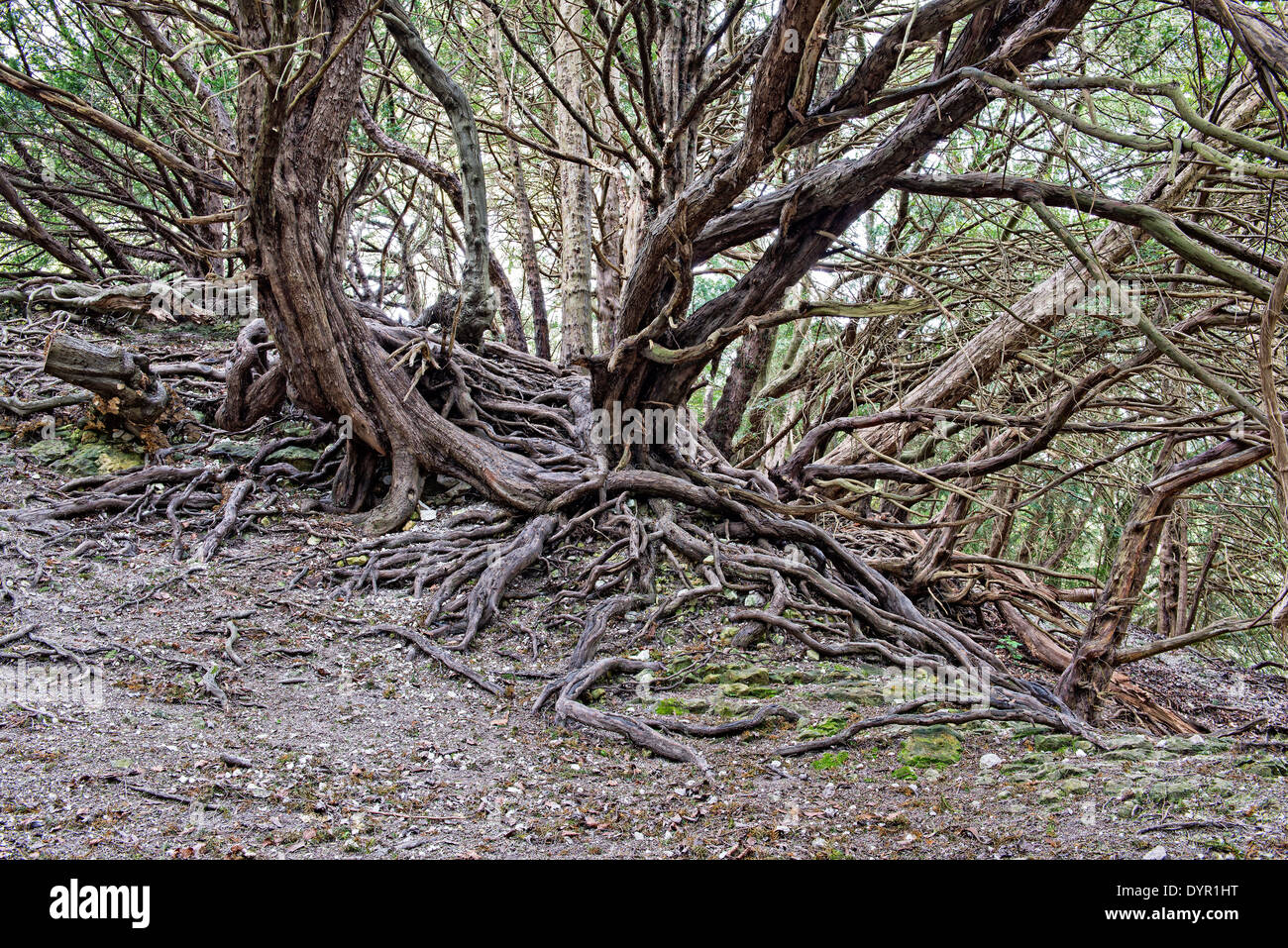 Old twisted tree roots Stock Photo