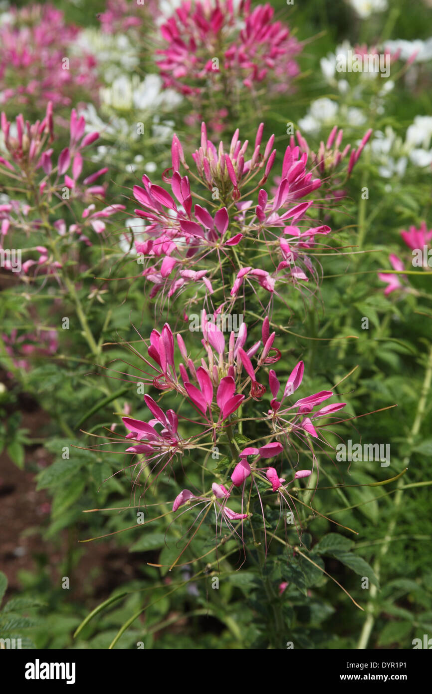 Cleome 'Cerise Qeen' plant in flower Stock Photo