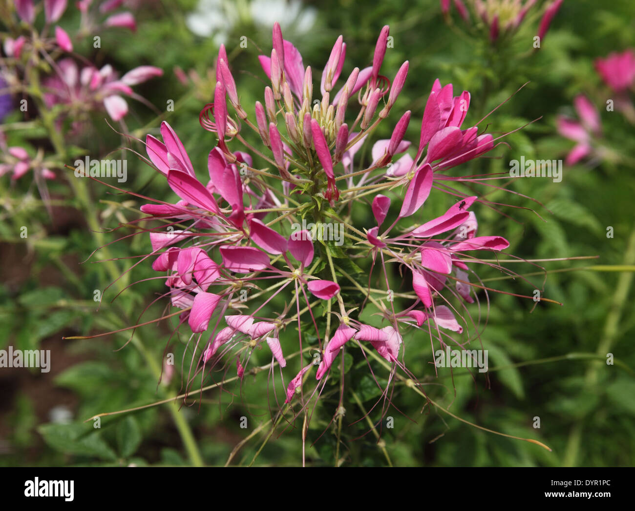 Cleome 'Cerise Qeen' close up of flower Stock Photo