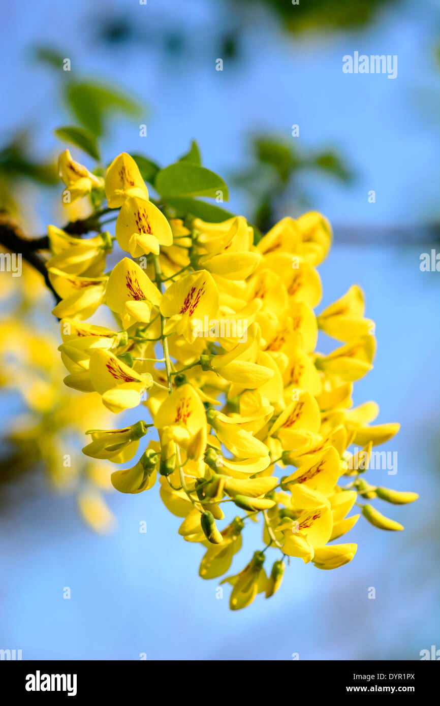 Garden almond - golden rain 37 Garden almond - golden rain 36