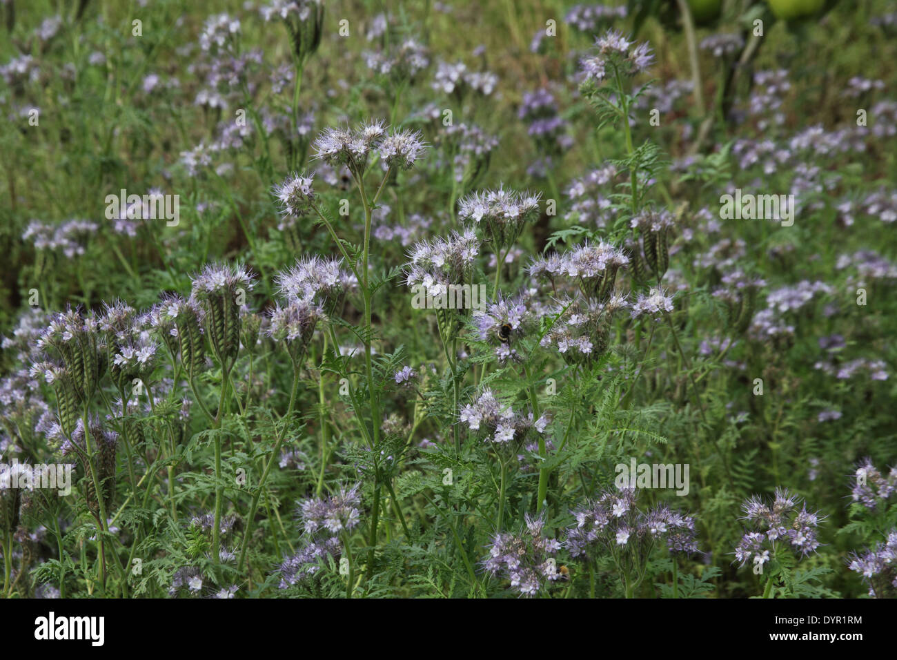 Phacelia tanacetifolia plants in flower Stock Photo