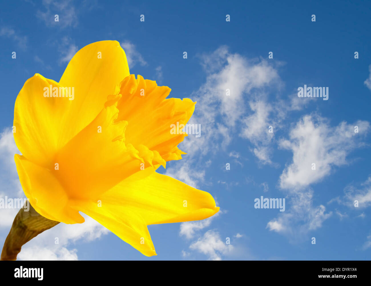 Bright yellow daffodil on blue sky background Stock Photo