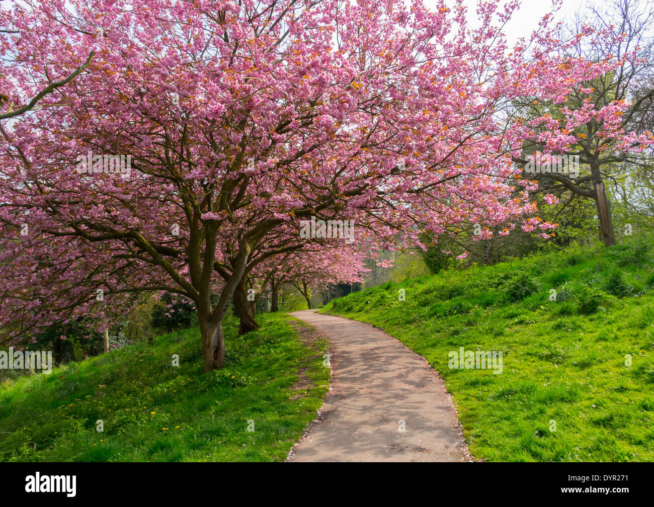 Spring Pink Cherry Blossom in a public park in Saltburn North Yorkshire UK Stock Photo