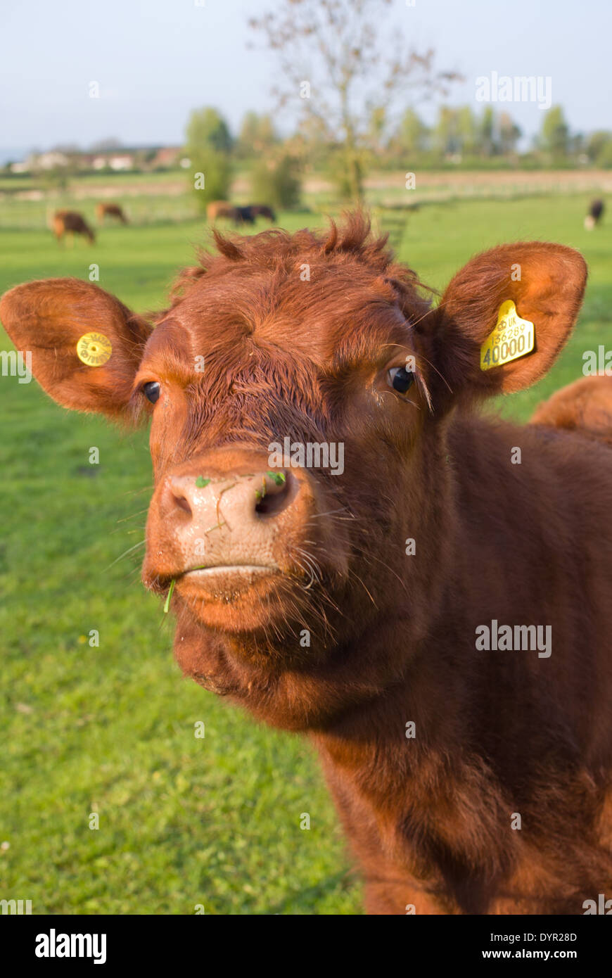 How Now Brown Cow A Young Cow Comes To Say Hello Stock Photo Alamy