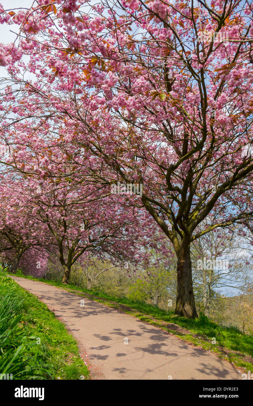Spring Pink Cherry Blossom in a public park in Saltburn North Yorkshire UK Stock Photo