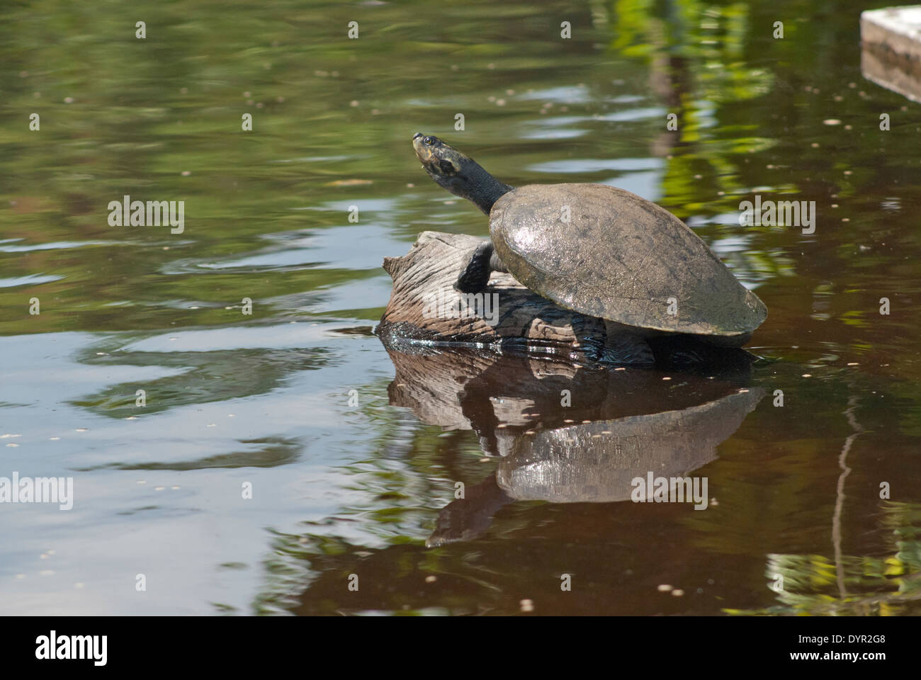 Giant river turtle (Podocnemis expansa) Stock Photo