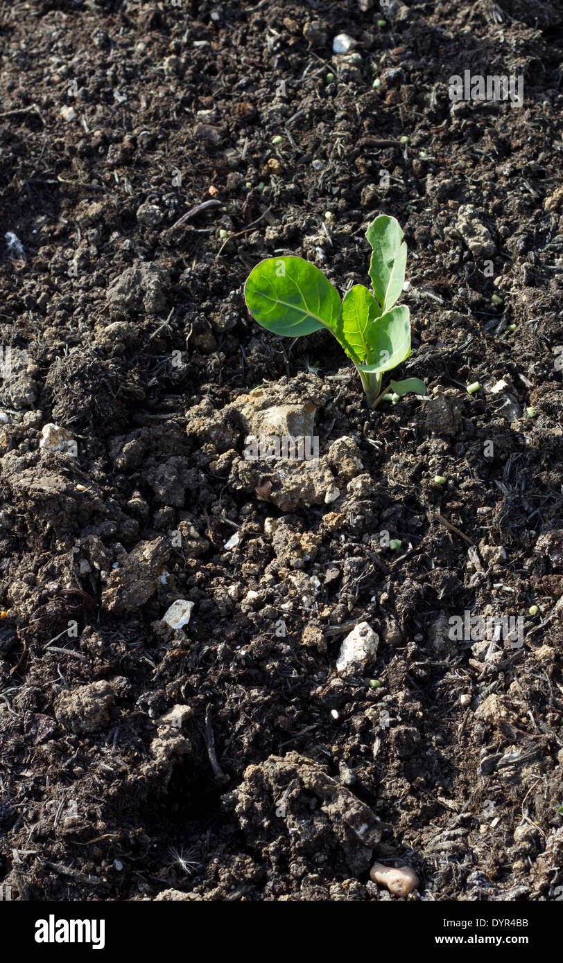 Single Brussels Sprout Plant Stock Photo