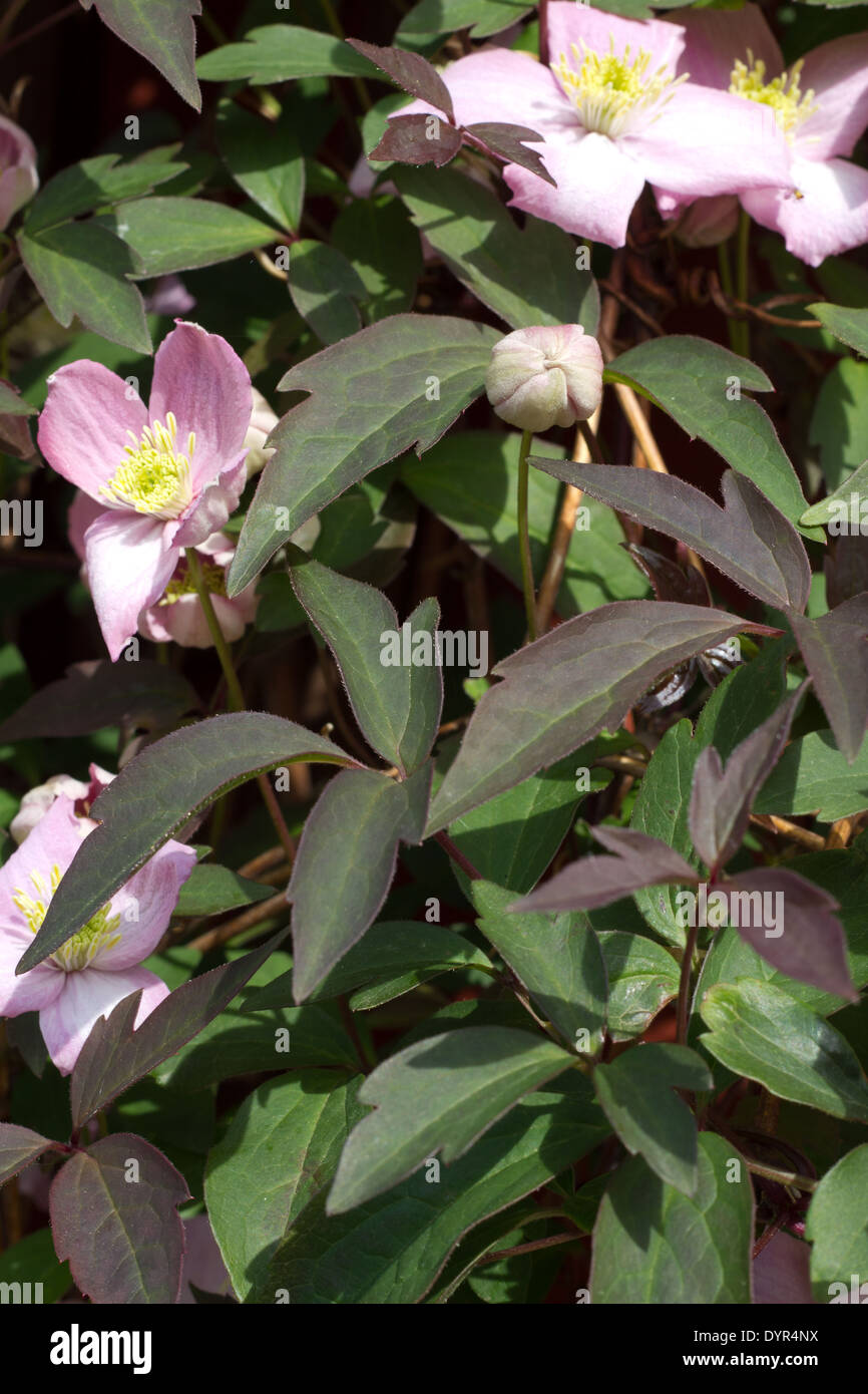 Pink clematis climbing plant with multiple blooms Stock Photo Alamy
