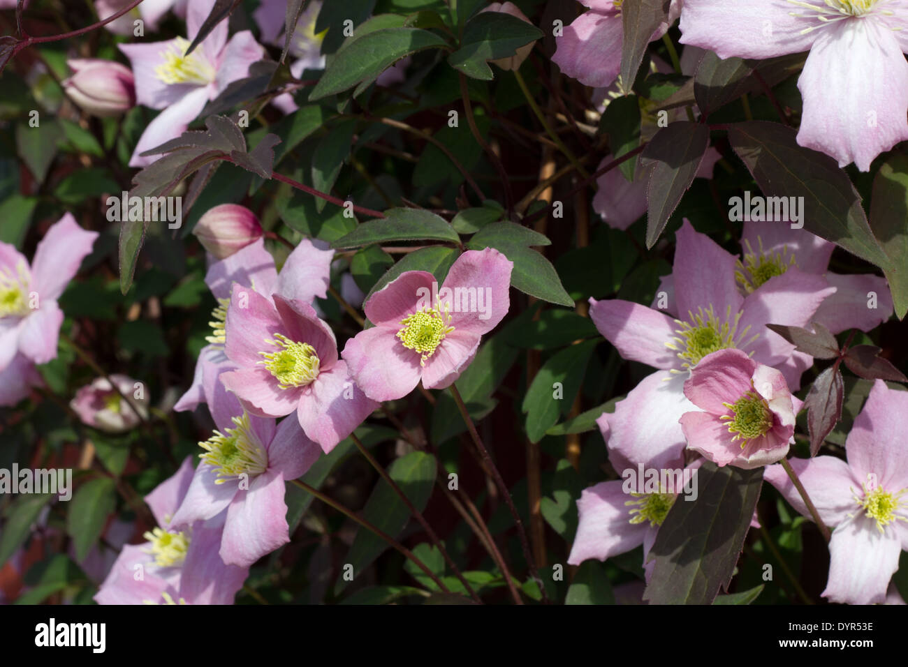 Pink clematis climbing plant with multiple blooms Stock Photo Alamy