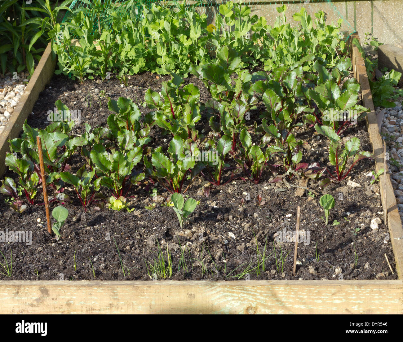 Raised bed diy hi-res stock photography and images - Alamy