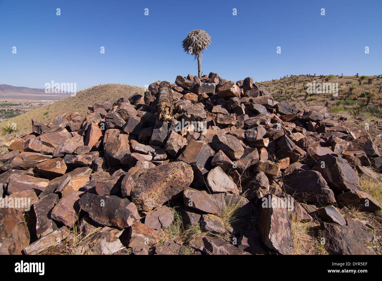 Dead cactus upside down atop a pile of rocks near Alpine, Texas, a small town situated in the north tip of the Chihuahuan Desert Stock Photo