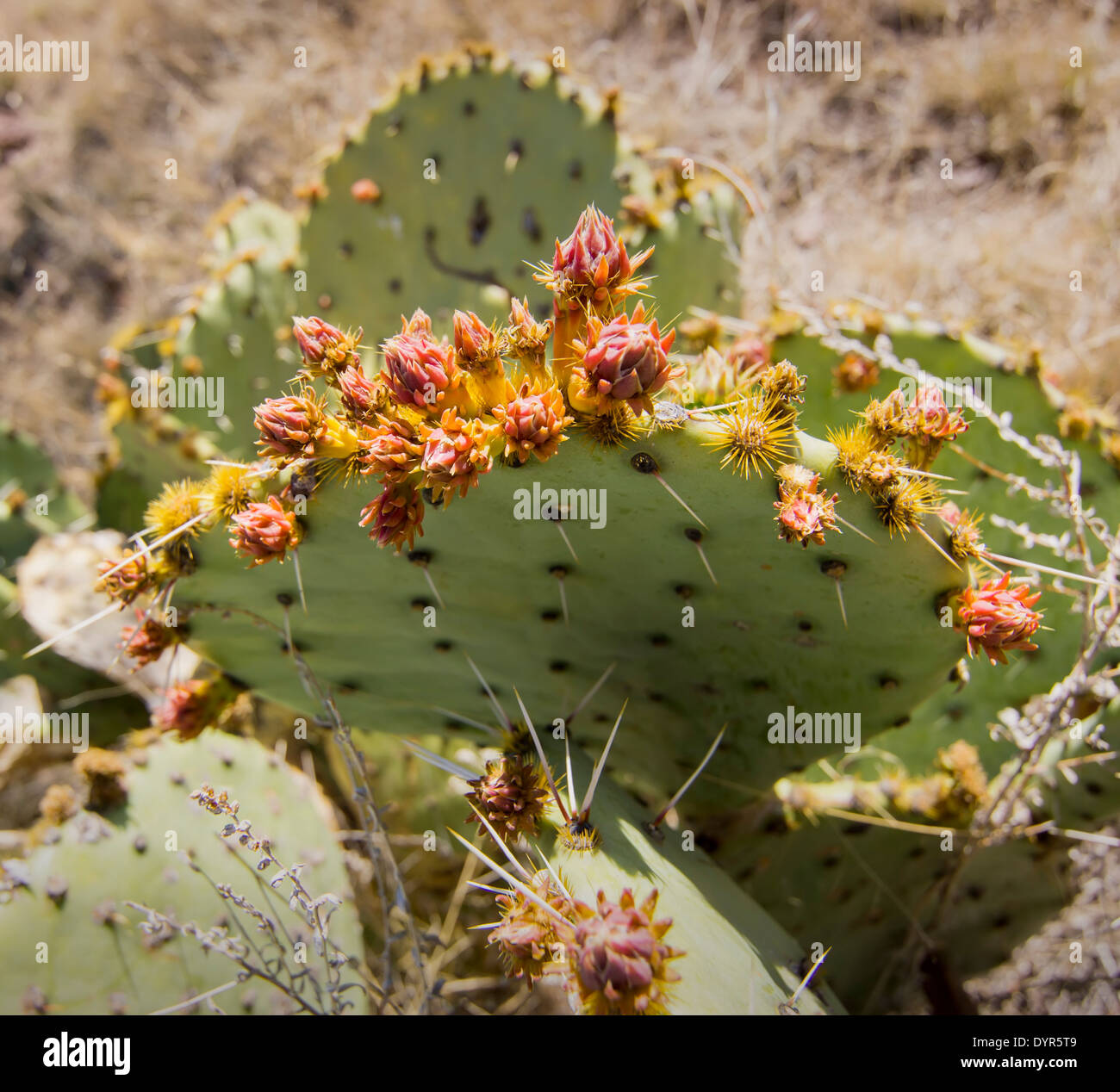 Blooming prickly Pear cactus near Alpine, Texas, situated in the north tip of the Chihuahuan Desert. Stock Photo