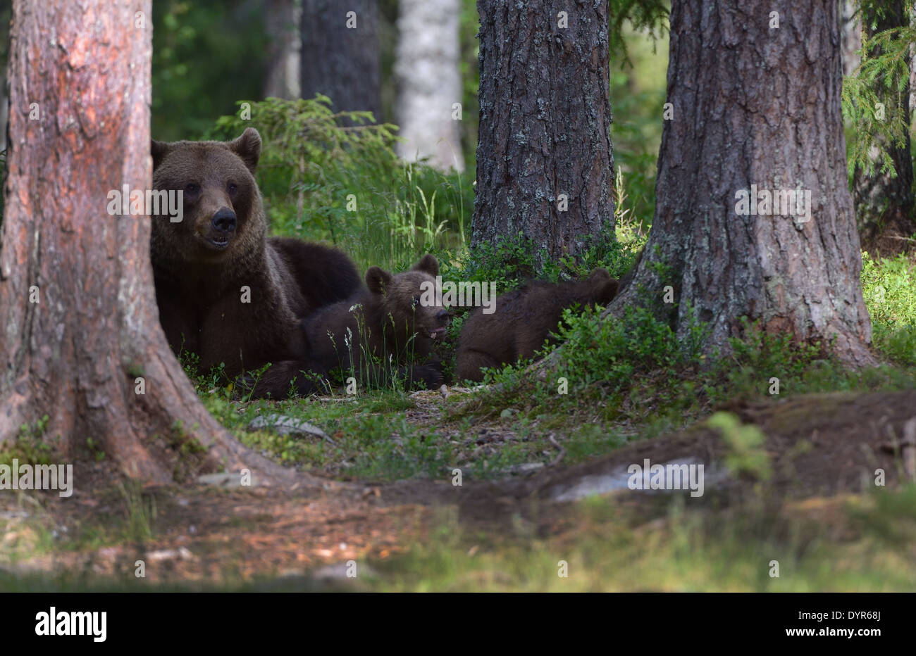 Female brown bear with cubs in the forest and swamp of mid Finland near ...