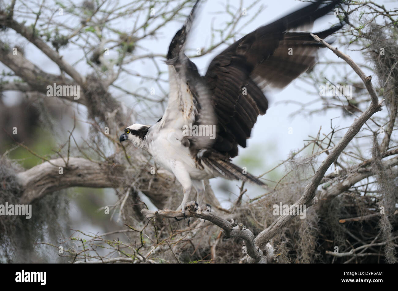 Osprey, Pandion haliaetus landing on its nest on Blue Cypress Lake