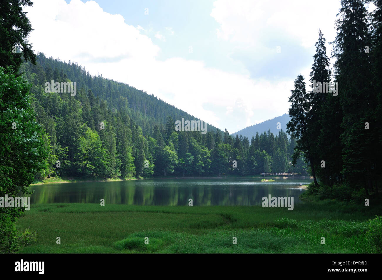 Pine trees forest mountain hi-res stock photography and images - Alamy
