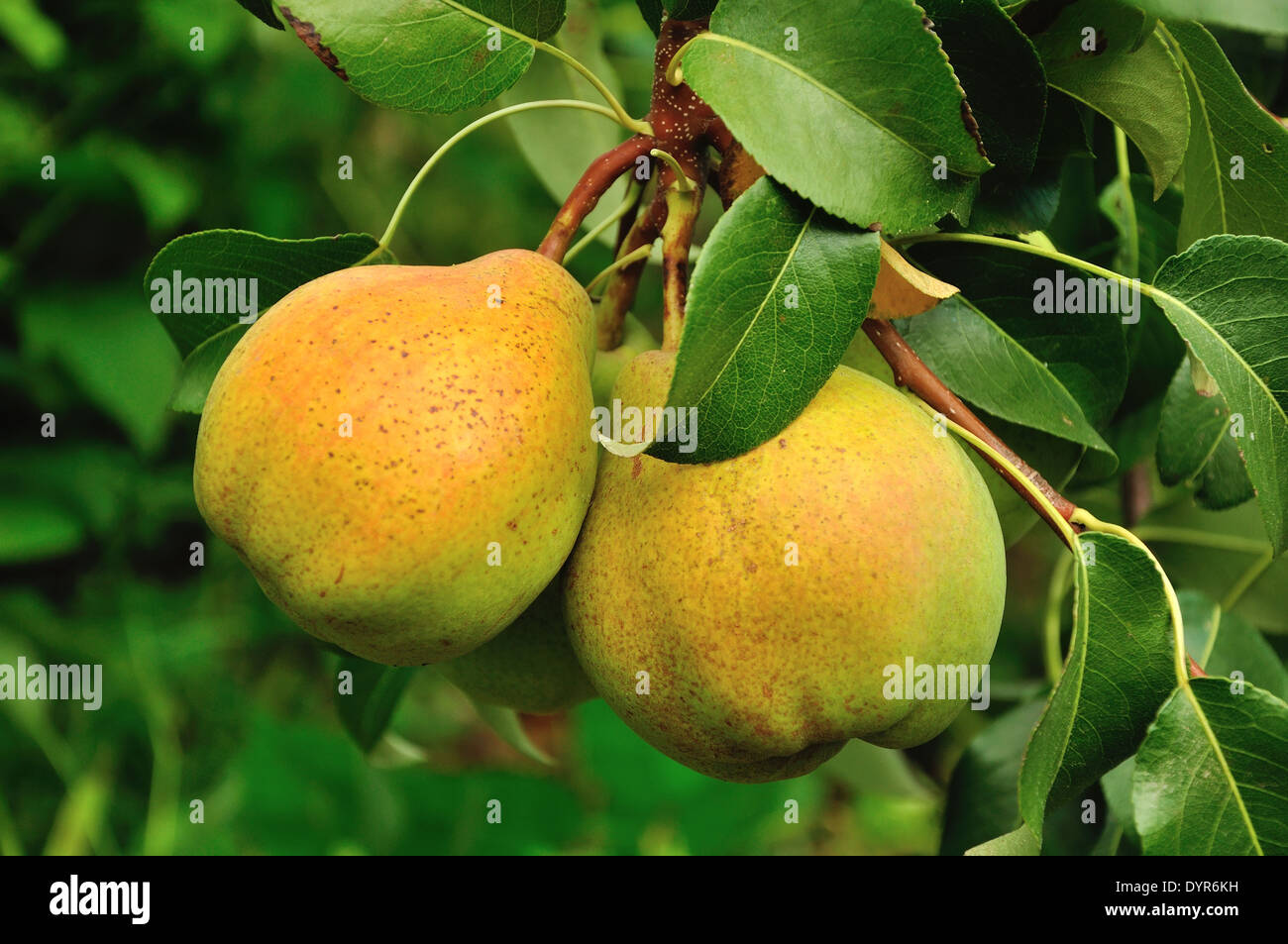 Two green and yellow pears on the branch growing Stock Photo