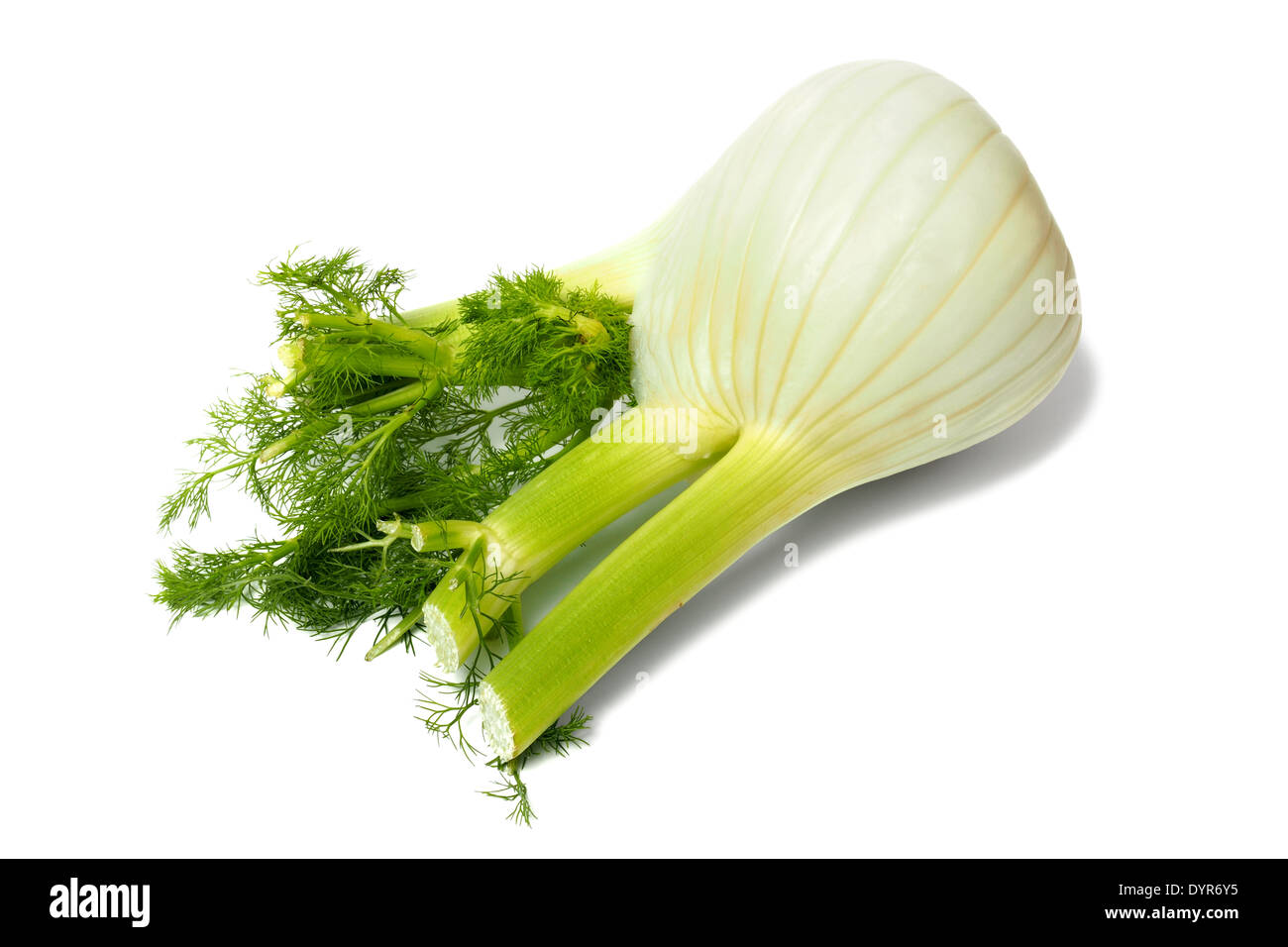 Florence fennel bulb on white Stock Photo Alamy