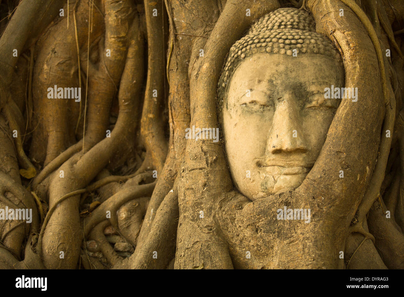 Close-up Buddha head in the roots of the tree - symbol of Ayutthaya ...