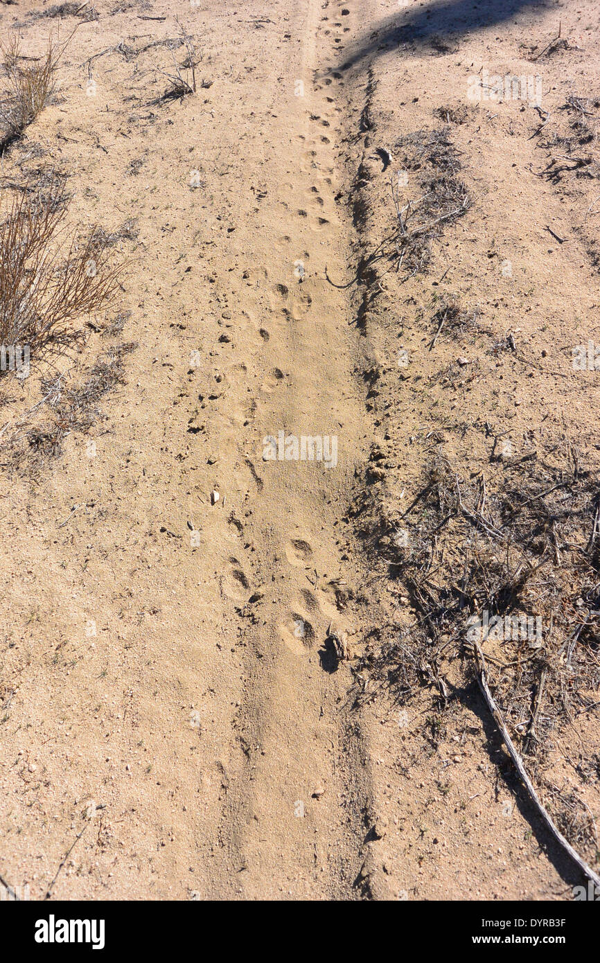 small cat (ringtal or bobcat) tracks on the trail, Mojave desert CA Stock Photo