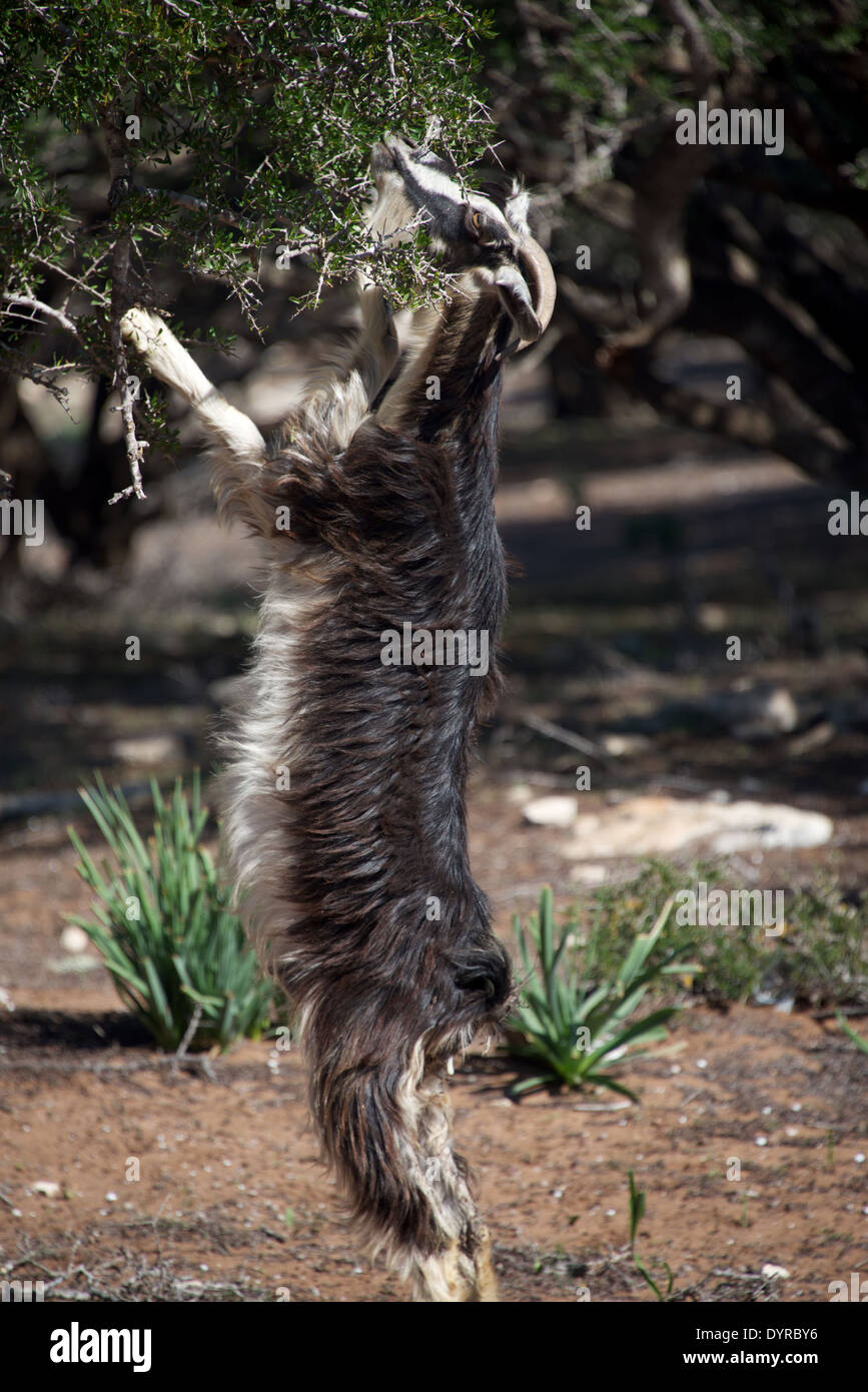 Goat eating Argan Fruit Stock Photo Alamy