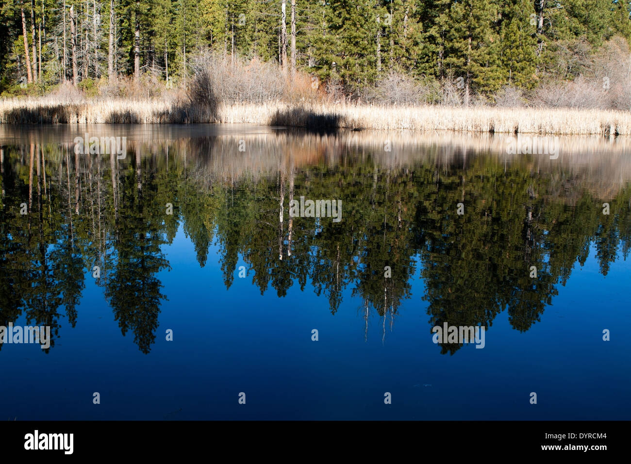 A forest of pine trees reflected in a pond on a bright, sunny day Stock Photo