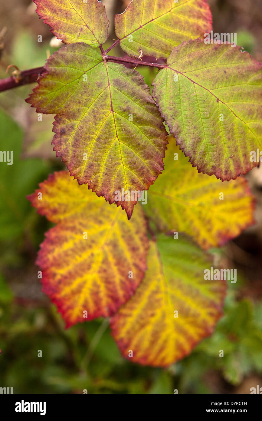 Blackberry (Rubus fruticosus) leaves in a rainbow of autumn colors Stock Photo