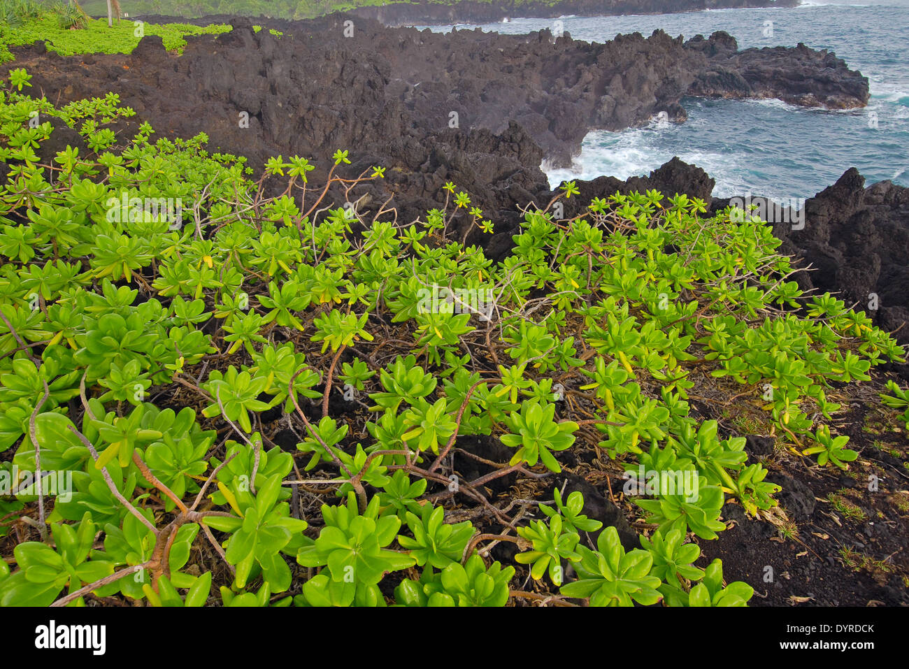 Tropical scene in Hawaii Stock Photo - Alamy