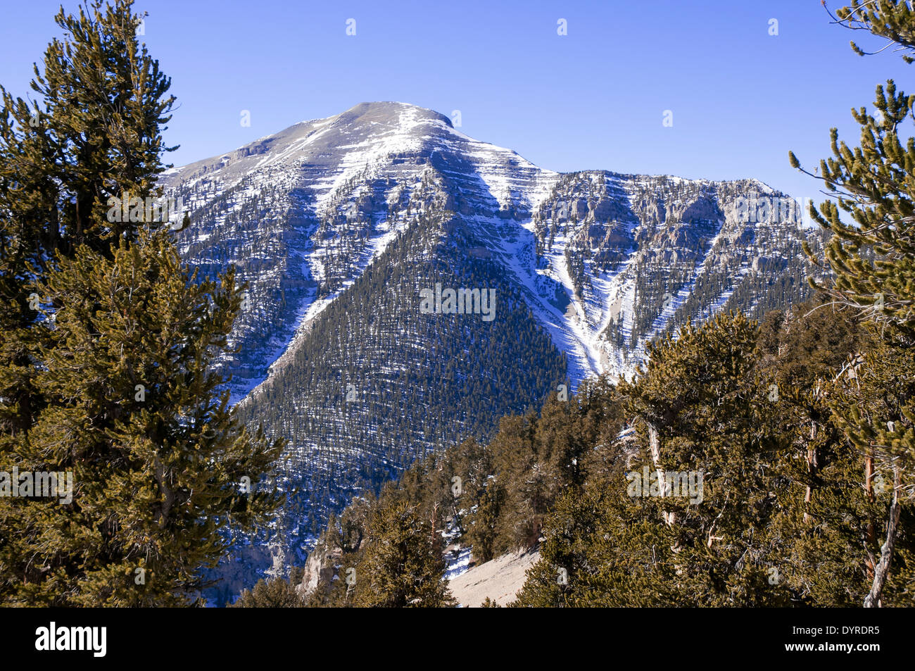 Mount Charleston in the Spring Mountains near Las Vegas Nevada Stock