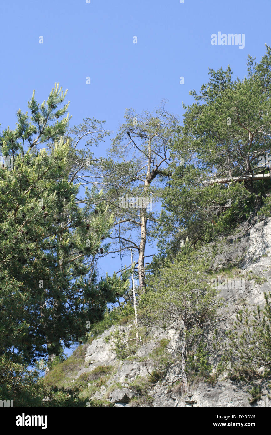 many coniferous trees are located in a steep rock slope, cloudless Stock Photo